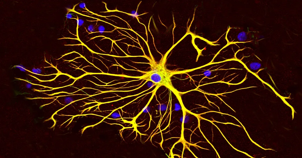 ALS, SCI Research Shows Astrocytes’ Importance in Treatment