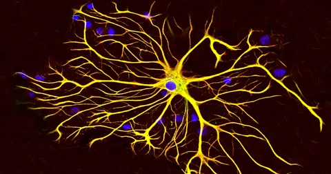 ALS, SCI Research Shows Astrocytes’ Importance in Treatment
