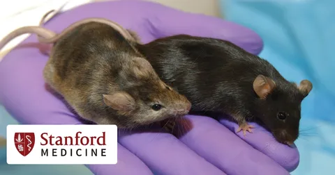 In Duchenne Muscular Dystrophy Stem Cells Found to be Faulty