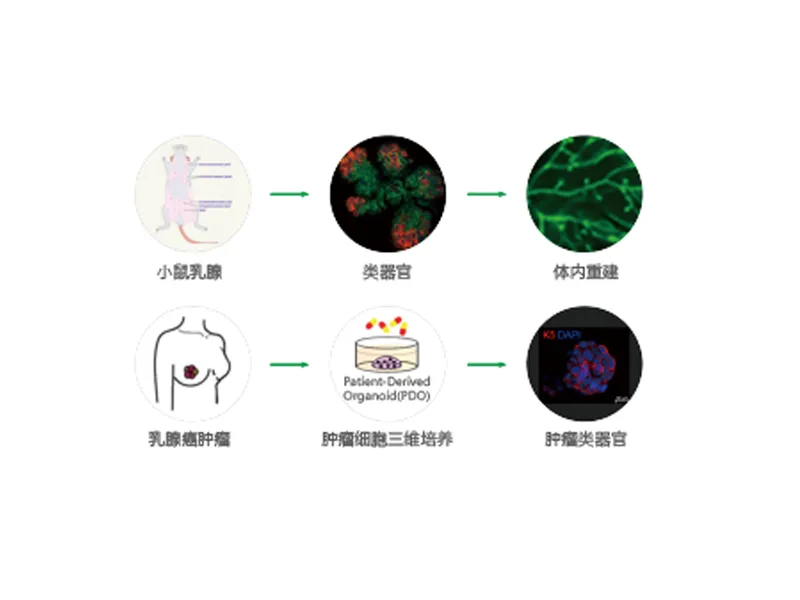 Organoid R&D Platform — research figure