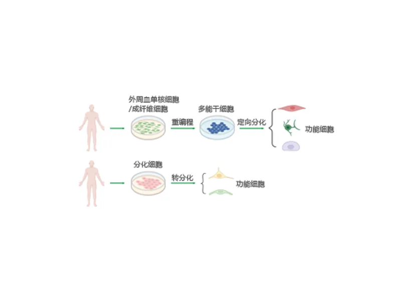 Human Pluripotent Stem Cell Platform (Transdifferentiation) — research figure